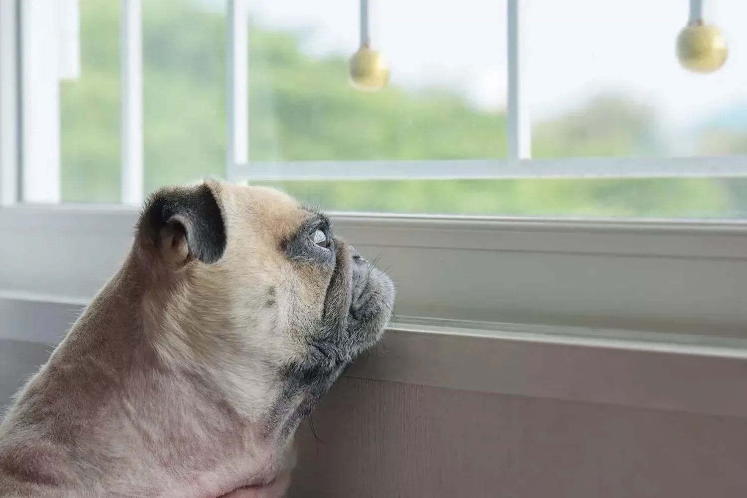 Hondenbezitters opgelet: zo lang kan je een hond alleen laten (het is korter dan je denkt)!