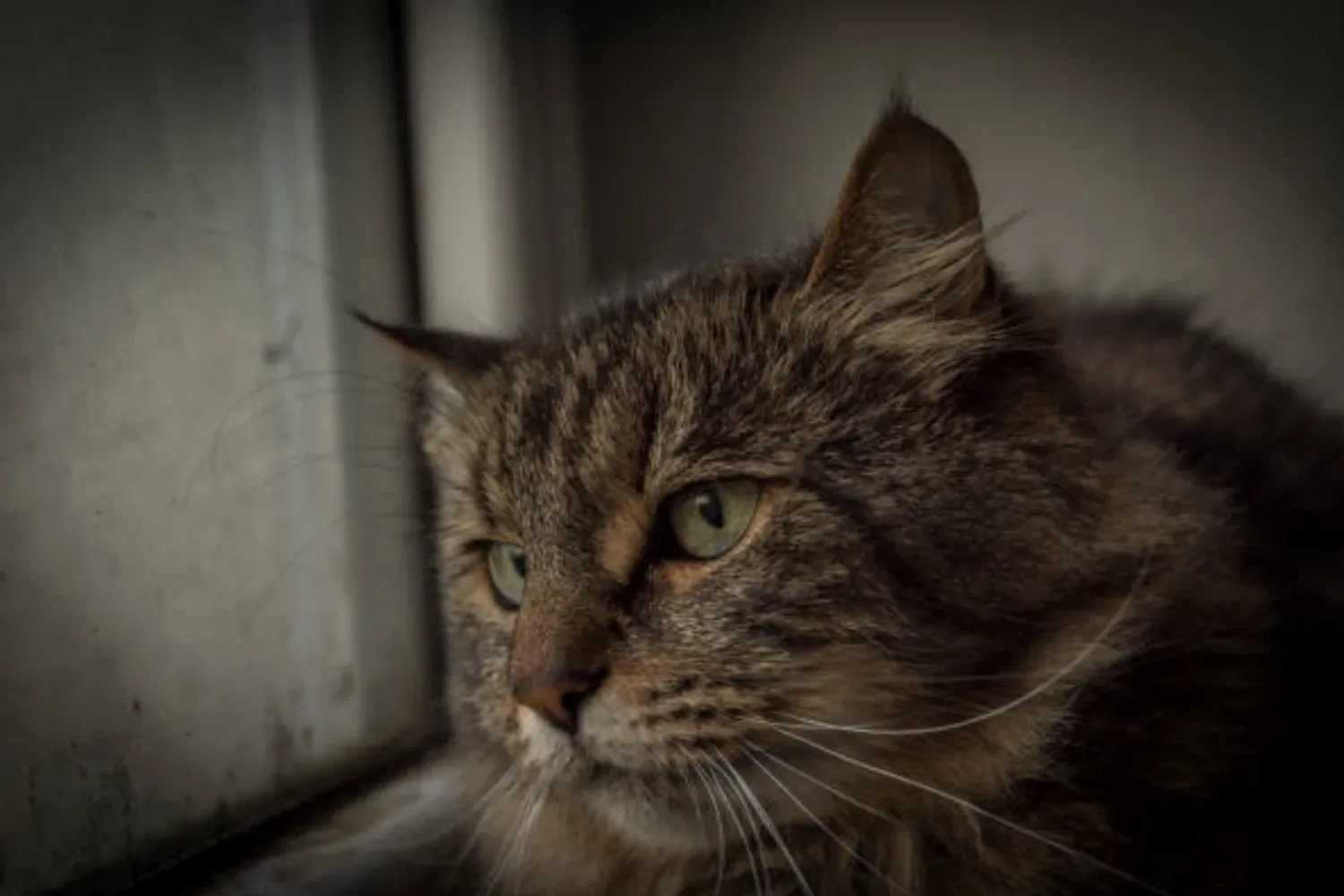 Kattenbezitters opgelet: zo lang kan je een kat alleen laten (het is korter dan je denkt)