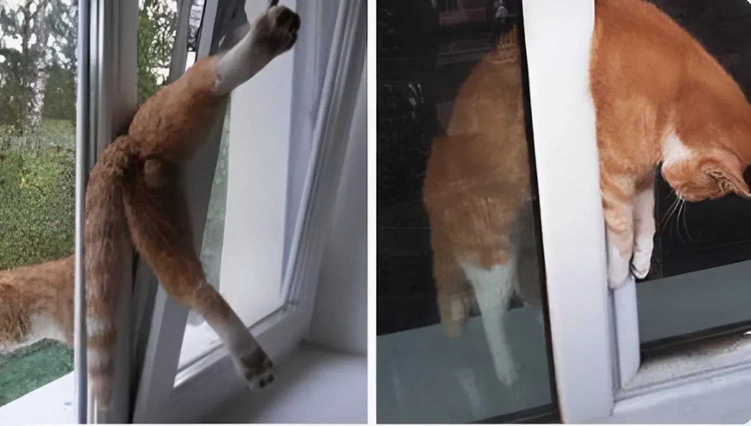 Kattenbezitters opgelet: dit is waarom jij nooit de ramen op kiepstand moet zetten!