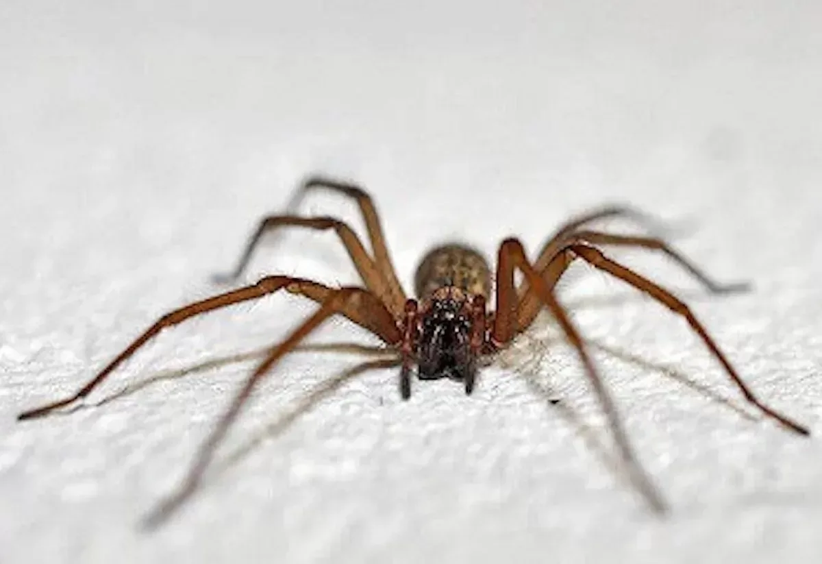 Oppassen geblazen: door déze 6 dingen komen spinnen sneller jouw huis binnen!