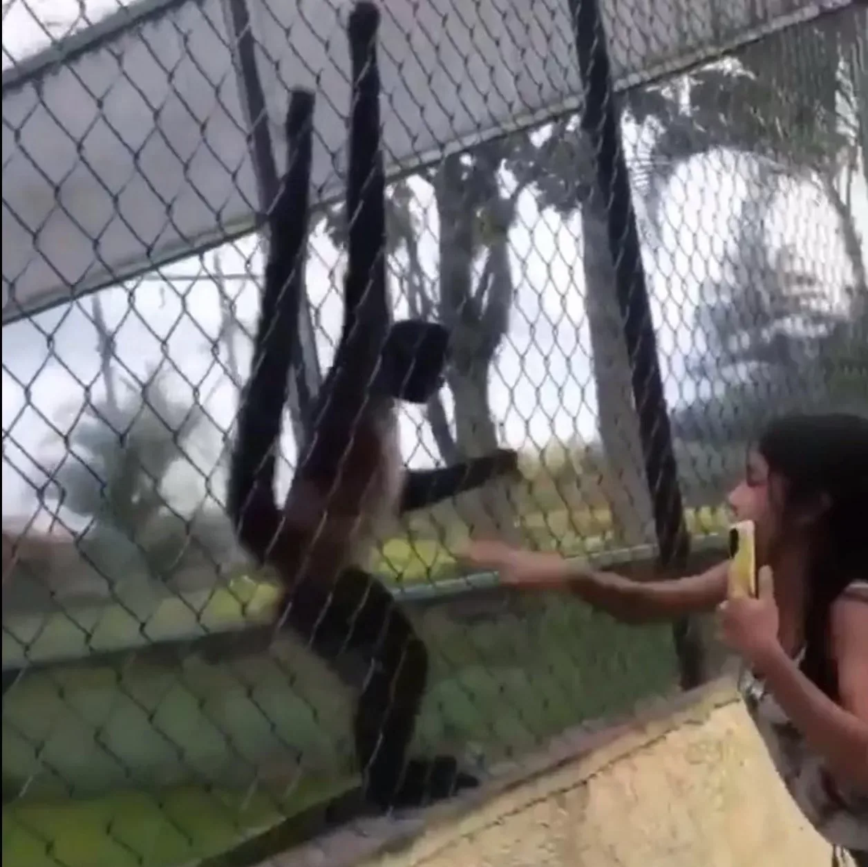 Aapje is helemaal klaar met mensen die hem constant pesten