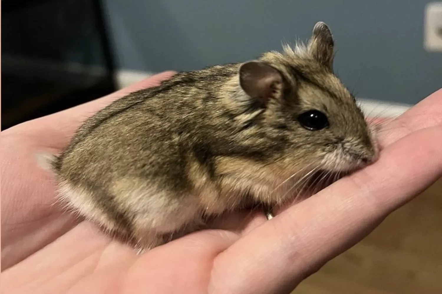 Opgelet: Het is niet meer toegestaan om van 2024 deze 5 huisdieren te hebben