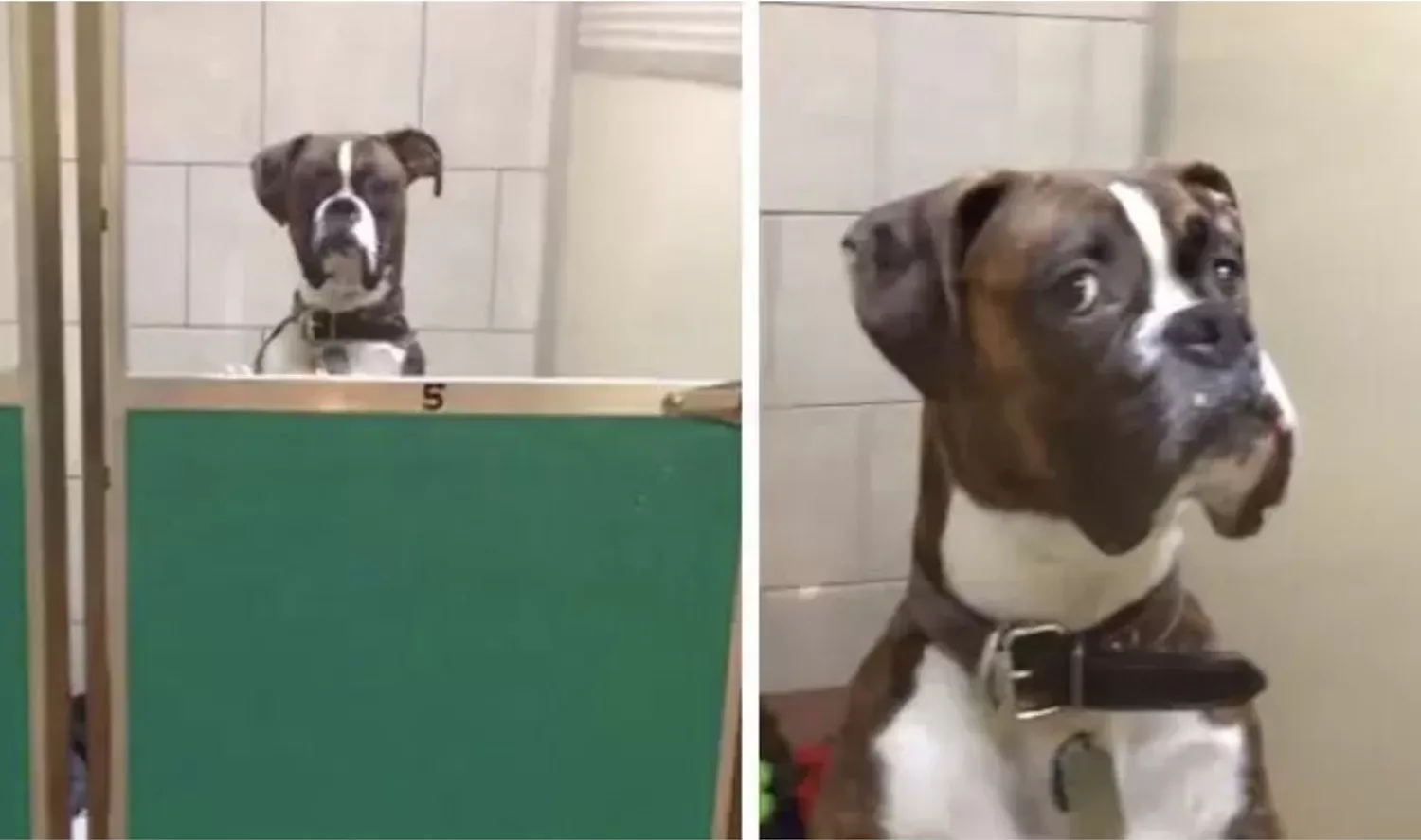 Verbaasde hond reageert hilarisch als baasje hem na vakantie ophaalt bij opvang