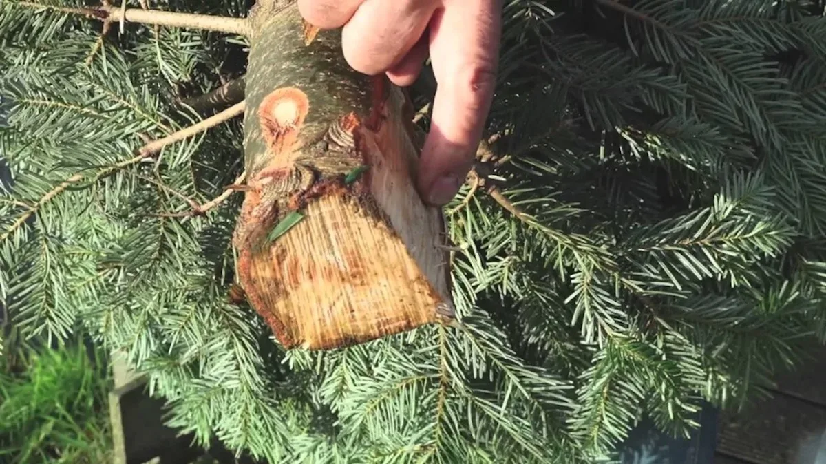 Dierenarts waarschuwt: “Koop nooit een afgezaagde kerstboom als je huisdieren hebt!”