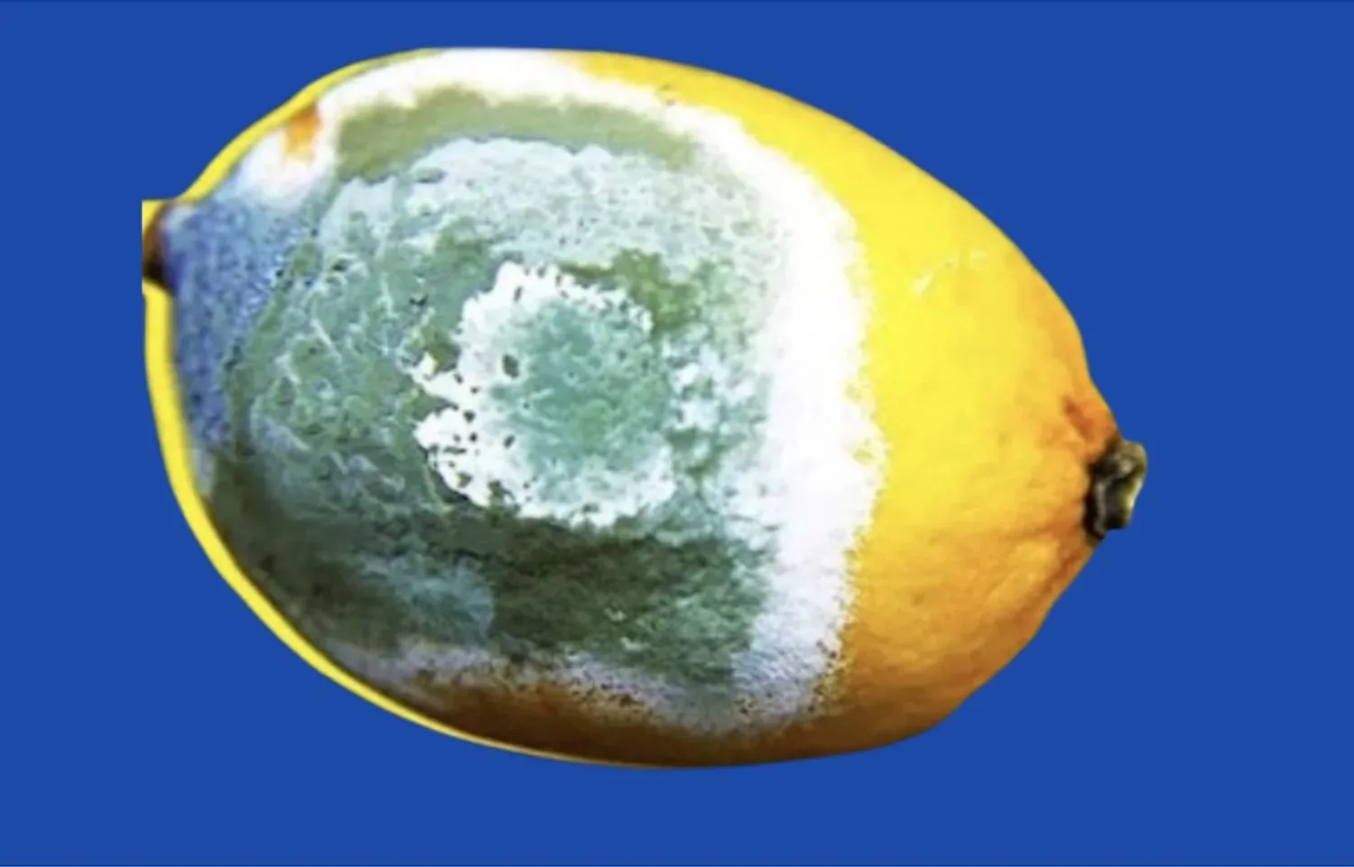 Zo bewaar je citroenen langer om te voorkomen dat ze bederven