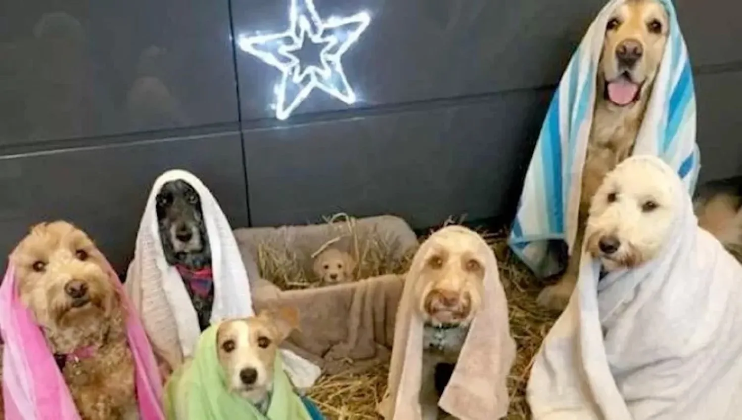 De honden van deze opvang hebben een leuke viervoetige kerststal opgevoerd
