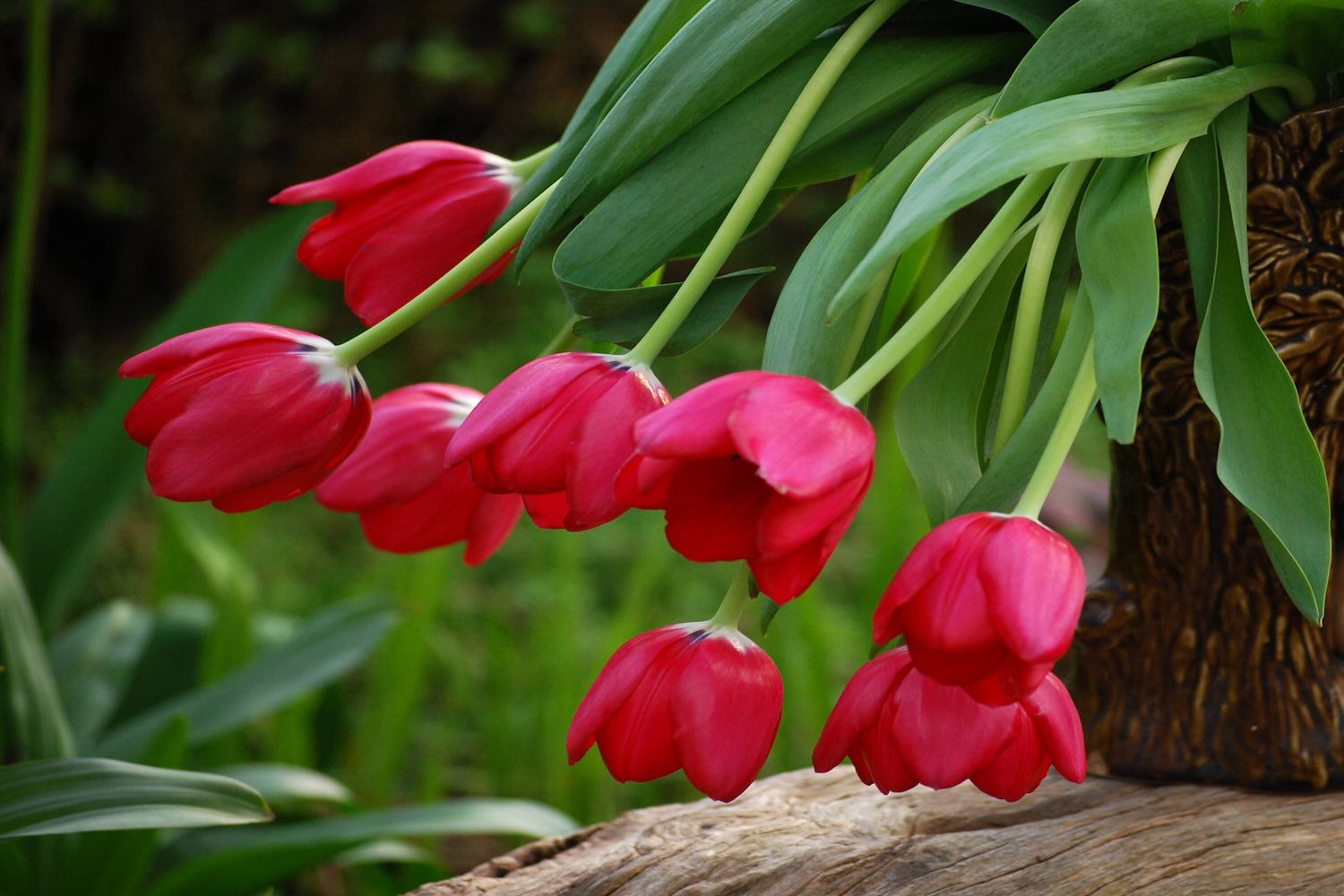 WOW: Nooit meer hangende tulpen met deze handige truc