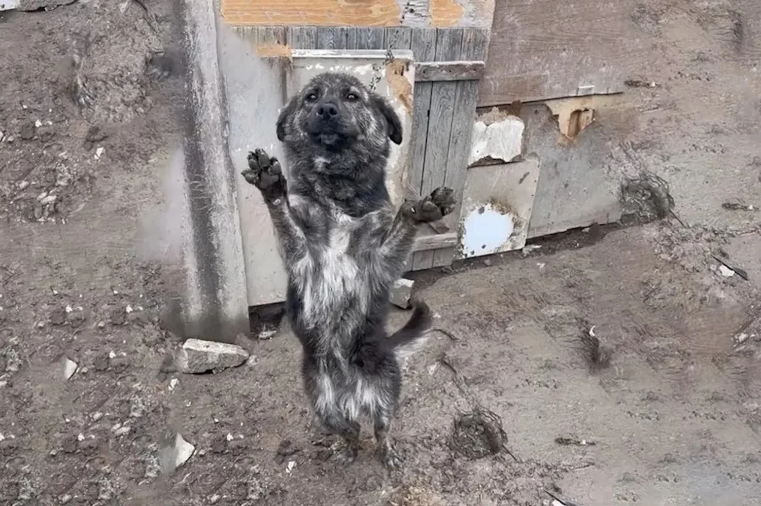 Zien: Vastgebonden en verwaarloosde hond weigert de hand van redder los te laten