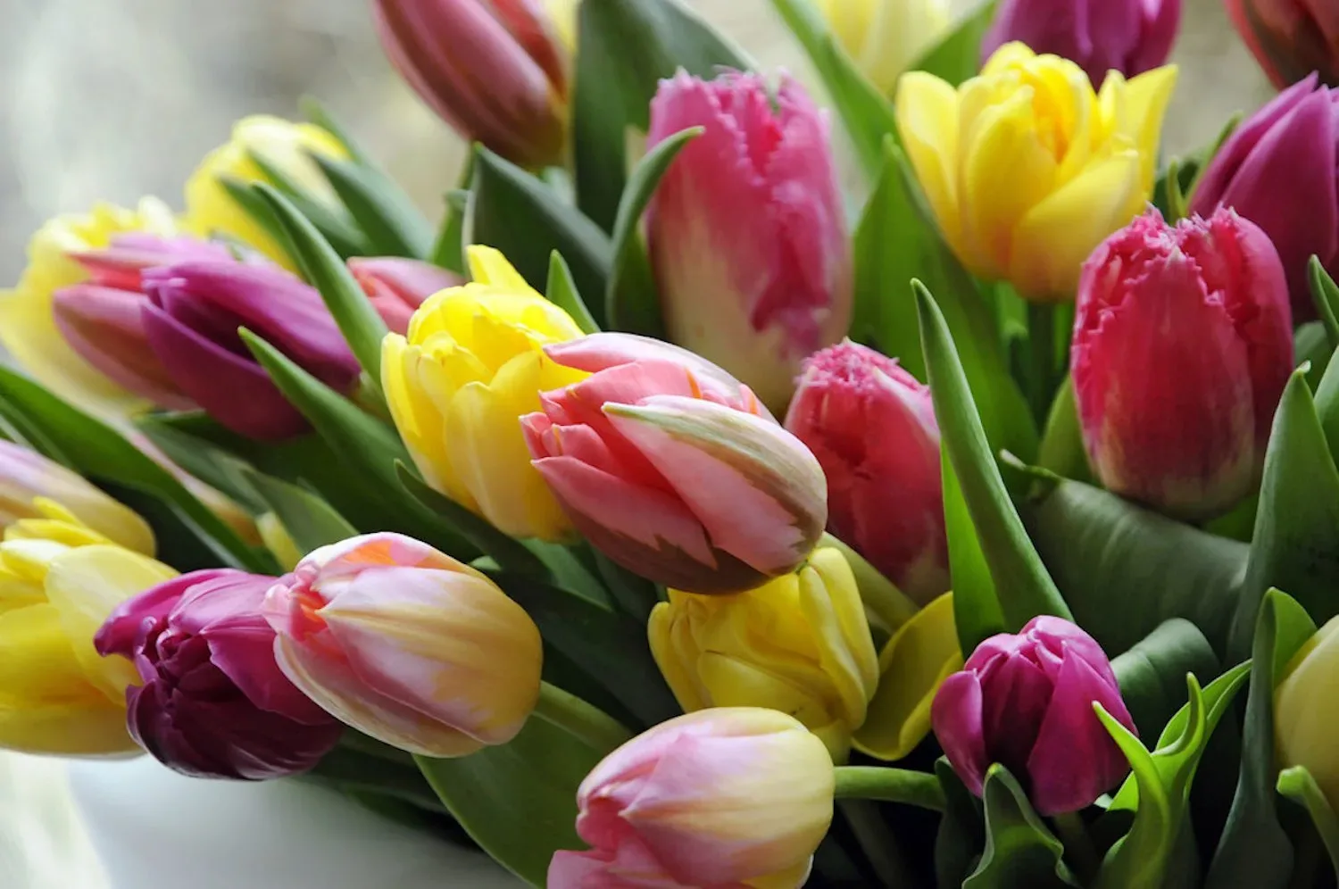Met deze simpele tip gaat jouw mooie bos tulpen een stuk langer mee!
