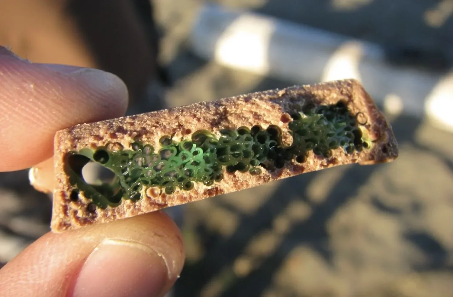 Dit bekende snoepje kan levensgevaarlijk zijn om zomaar op te eten