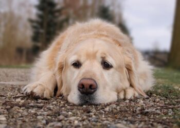 Is je hond alleen thuis.. Als je dit doet voelt hij zich minder eenzaam