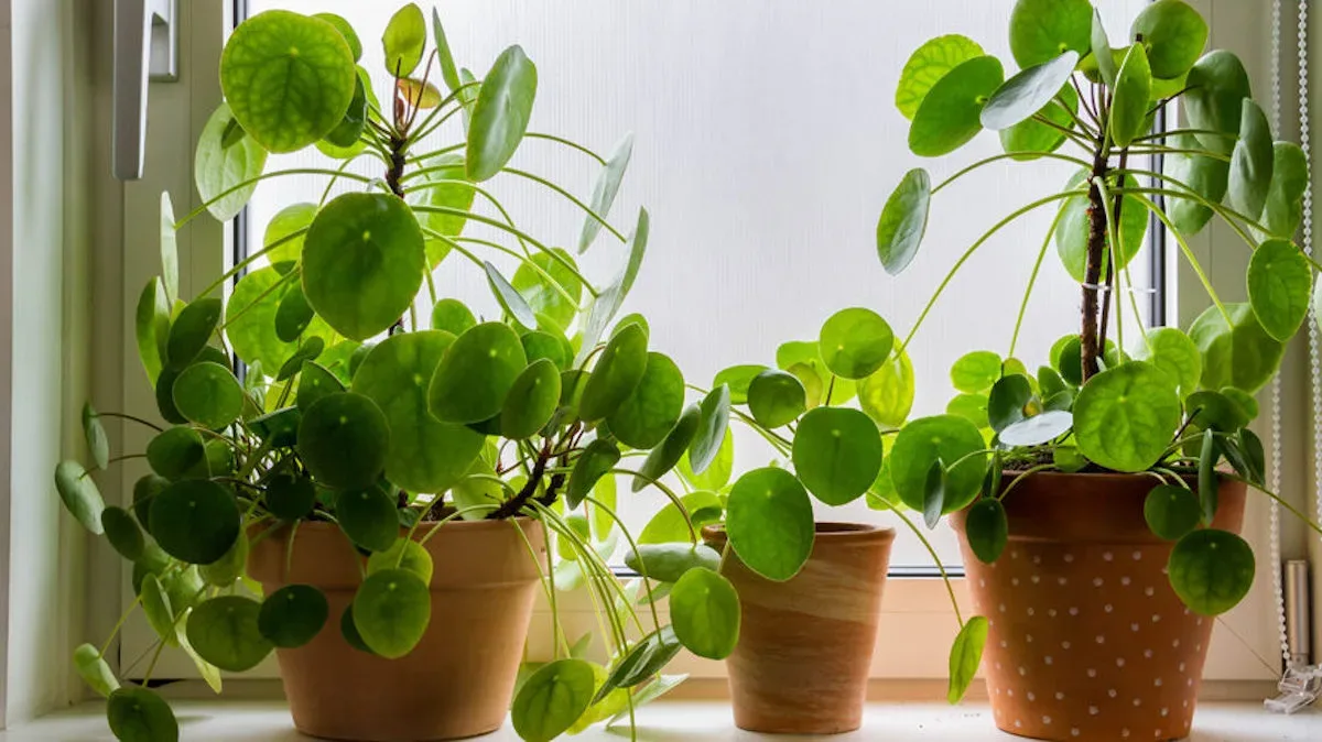 Met deze tips hou jij jouw pannenkoekenplant wél in leven! (bijna iedereen doet dit verkeerd)