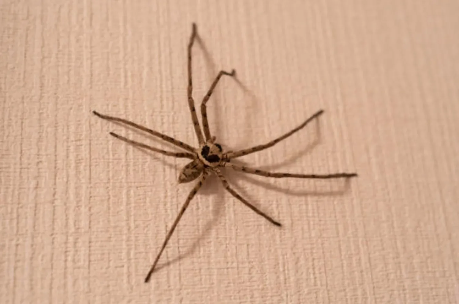 Spin in je kamer? Dit is de reden waarom je spinnen in je kamer áltijd moet weghalen