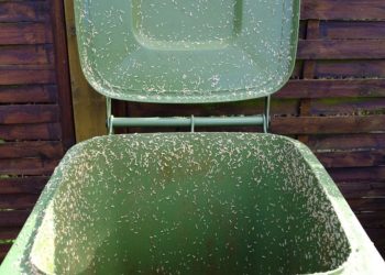 Zo kom je van die stinkende geur en maden in de groene container af!