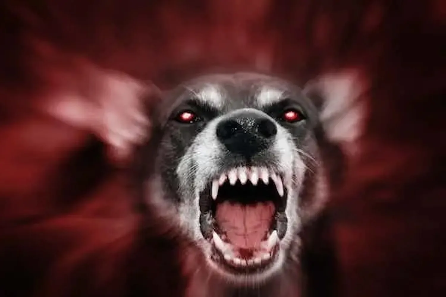 Dierenarts waarschuwt: Dit zijn 5 hondenrassen die je beter niet kan kopen