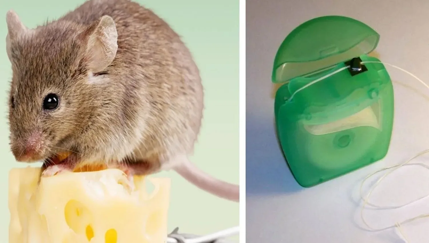 Plaats dit in je huis en je garage en je hebt nooit meer last van muizen (werkt echt!)