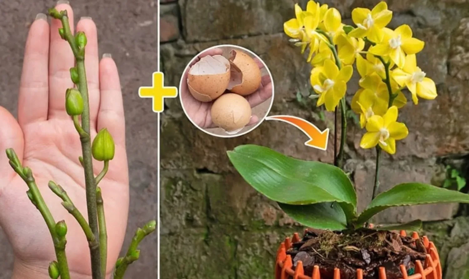 Geef orchideeën voortaan geen water meer – Geef ze dit en ze blijven veel langer mooi