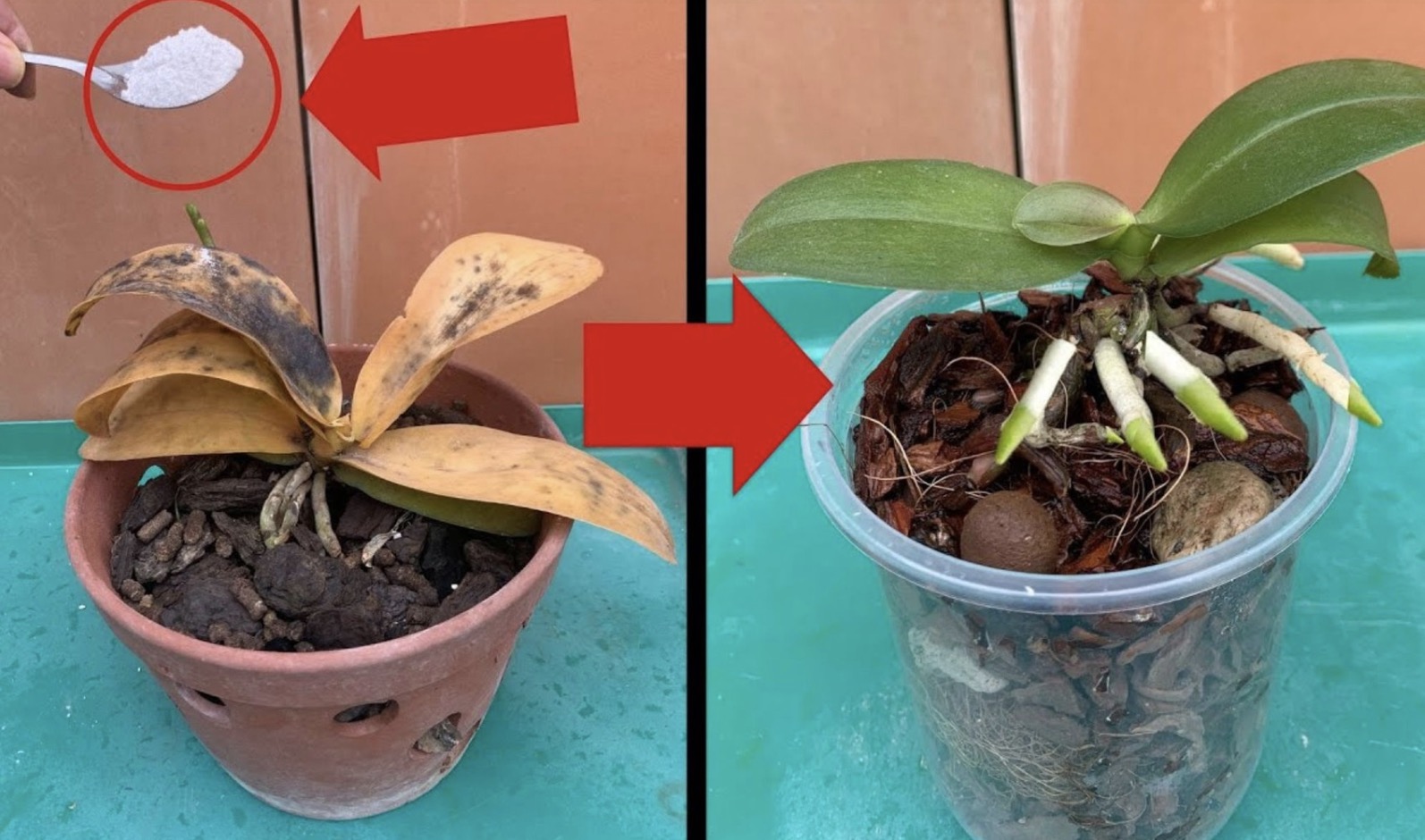 Voeg 1 theelepel van dit toe aan je orchideeën: ze zijn nog nooit zo gezond en mooi geweest