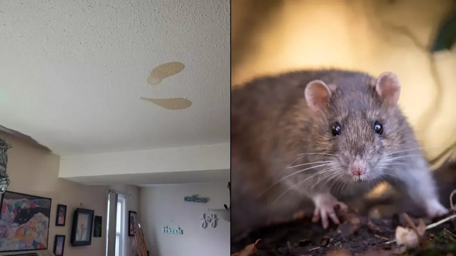 Vrouw verbaasd over grimmige echte reden achter vlekken op plafond