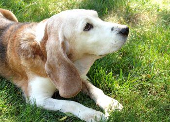 “Ik heb een oude hond geadopteerd die al een tijdje in een asiel woonde: ik kon niet gelukkiger zijn”