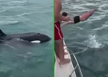 Man springt op rug van orka om ritje te maken, dat komt hem duur te staan