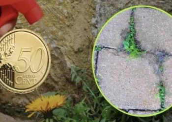 Met slechts 50 cent ben je voortaan verlost van onkruid en groene aanslag in je tuin