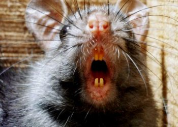 Bestrijder waarschuwt: Ratten worden steeds groter en brutaler in Nederland