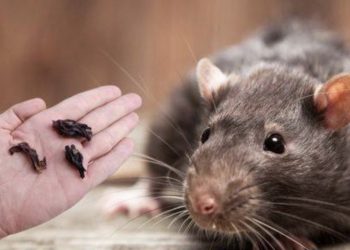 Een handjevol specerijen zijn voldoende om muizen en ratten voor altijd te laten verdwijnen uit je huis