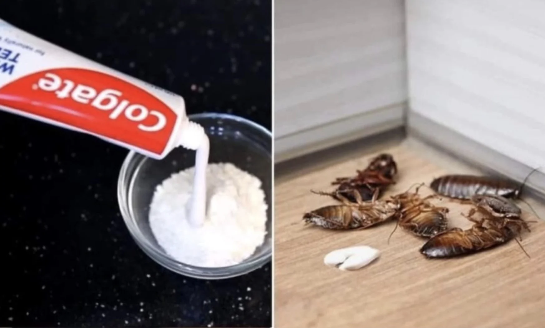Deze vreemde tandpastatruc vernietigt alle mieren en mijten in je huis (werkt echt)