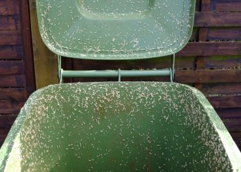 Stinkende kliko of veel ongedierte? Met deze truc ben je er zo vanaf