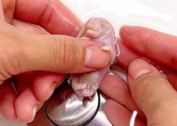 Meisje vindt vreemd roze wezentje – nu is het diertje opgegroeid tot een volwassen schoonheid