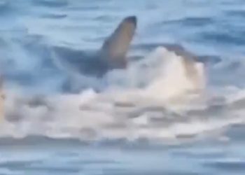 Zien: Haaien komen op toeristen af die in de zee zwemmen in Spanje