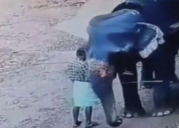 Dit is exact de reden waarom dieren niet als attractie mogen dienen