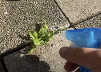 De buren waren verbaasd over hoe ik mijn onkruid eenvoudig verwijderde!