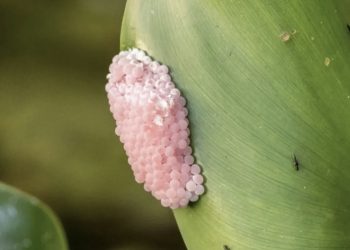 Opgelet: Zie je deze roze eitjes in je tuin? Doe dit dan onmiddellijk!
