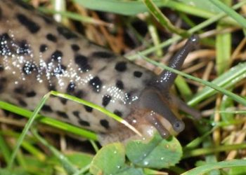 Tijgerslak: waarom je deze slak NOOIT uit de tuin moet verjagen