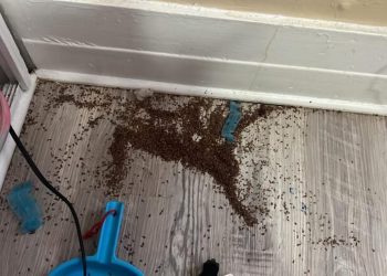 Moeder vraagt internet om hulp na vondst van mysterieuze ‘bruine stukjes’ in slaapkamer dochter