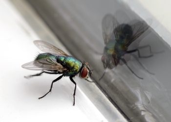 Last van vervelende vliegen in huis? Met deze tips kun ze verjagen
