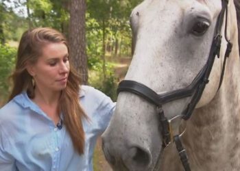 Wolf terroriseert natuurgebied: angst en chaos onder ruiters en wandelaars