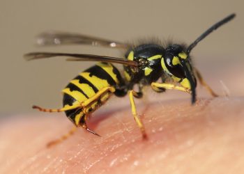 Met dit wondermiddel uit je keuken heb je nooit meer last van wespen