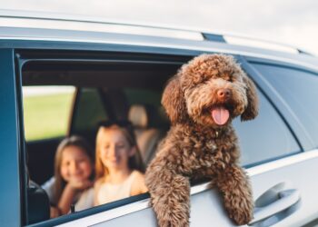 Het hebben van een hond wordt fors duurder: dit zijn de kosten