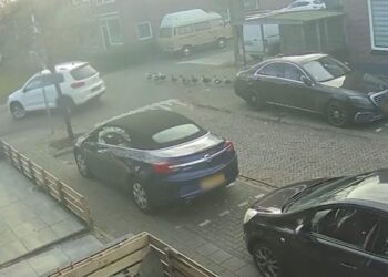 Heftig: Politie op zoek naar de bestuurder die eendenfamilie plat reed in Wormerveer