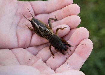 ​Tuinman waarschuwt: Kijk uit voor deze 5 gevaarlijke tuinbeestjes