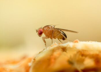 Zwermen fruitvliegjes in je huis? Zo raak je ze veilig en snel weer kwijt
