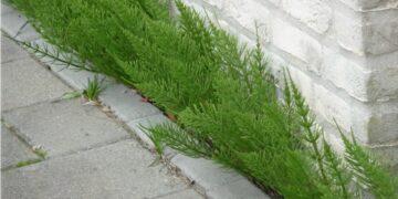 Hovenier onthult: “Zo kom je van dat irritante Heermoes af in de tuin!”