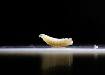 VS zet ongewone strategie in tegen vleesetende schroefworm