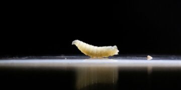 VS zet ongewone strategie in tegen vleesetende schroefworm