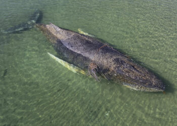 Het verdrietige nieuws is bevestigd: de dode walvis bij Denemarken is de beroemde Timmy