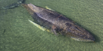 Het verdrietige nieuws is bevestigd: de dode walvis bij Denemarken is de beroemde Timmy