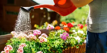 Bij warm is dit het beste tijdstip om je planten water te geven